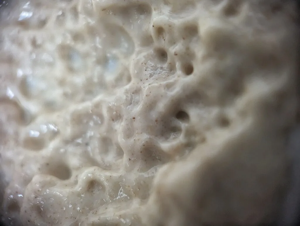 Mikrobiologija i fermentacija
