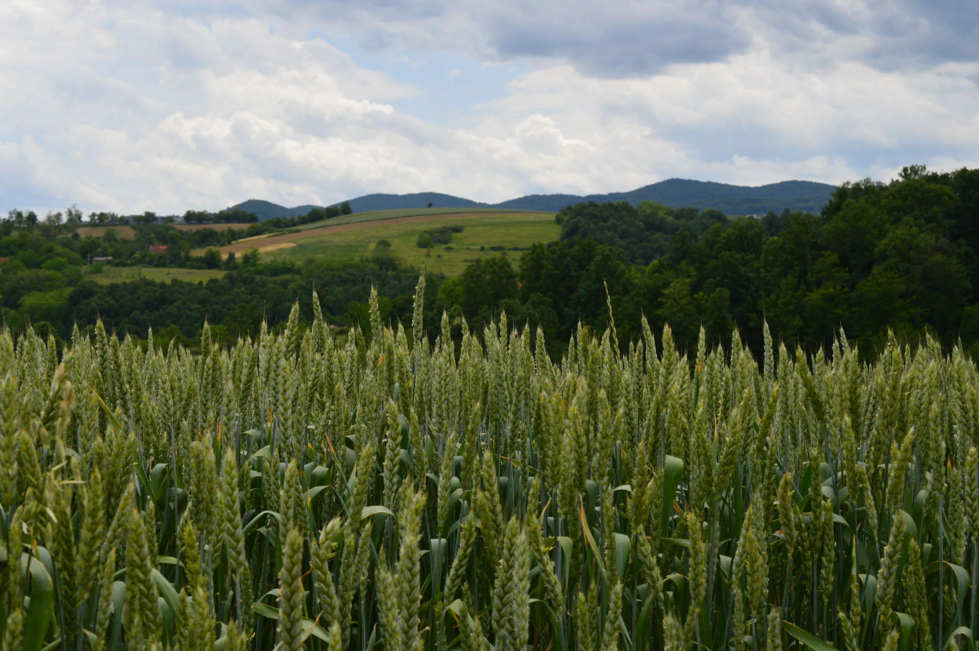 Polje pšenice i valjevske planine, brda i priroda u pozadini.